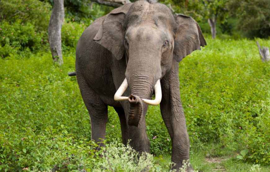 WATCHING ELEPHANT