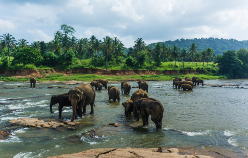 Best of Lanka