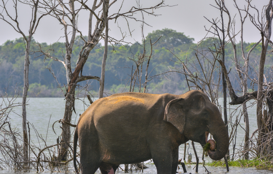 WATCHING ELEPHANT