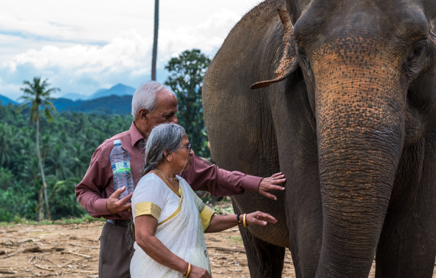 WATCHING ELEPHANT