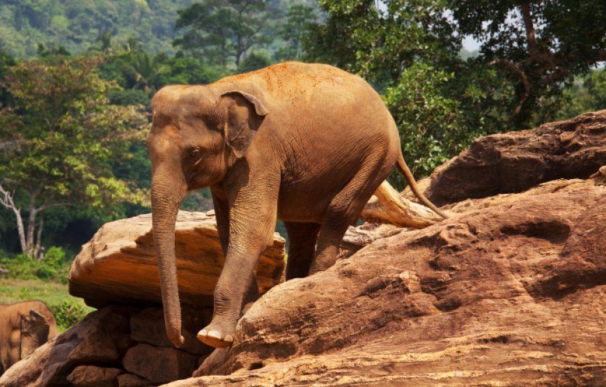 Sri Lanka Getaway