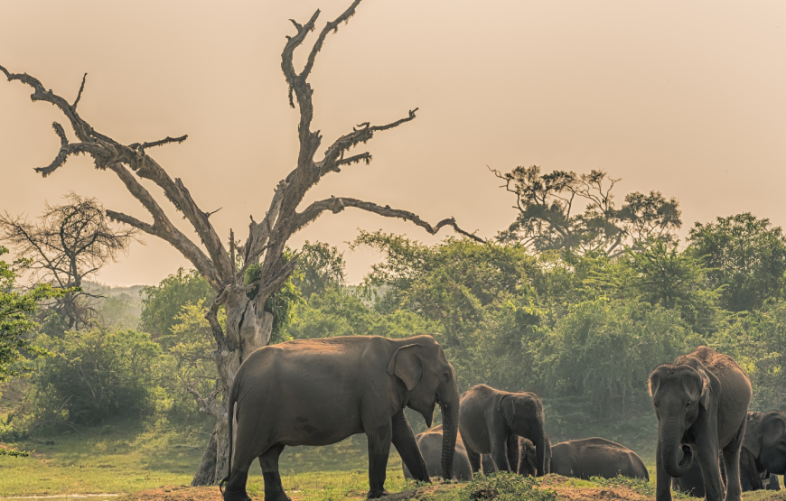 WATCHING ELEPHANT