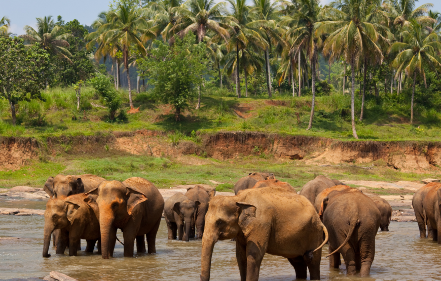 WATCHING ELEPHANT