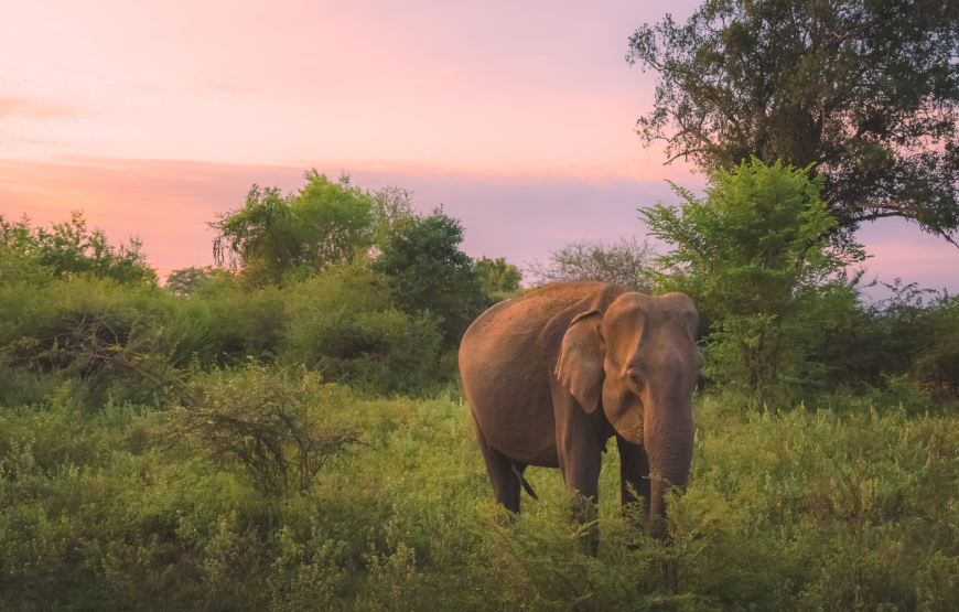 WATCHING ELEPHANT