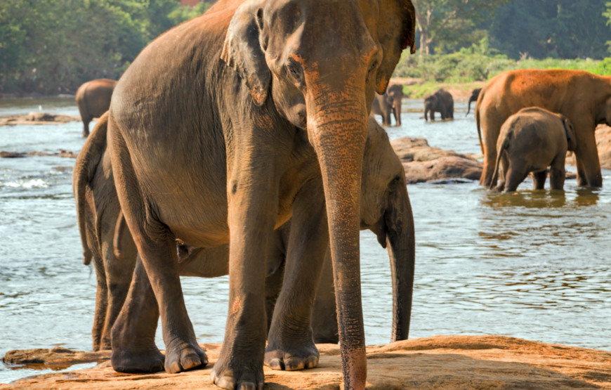 WATCHING ELEPHANT