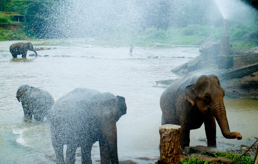 WATCHING ELEPHANT