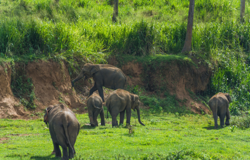 Ceylon Foods Tour